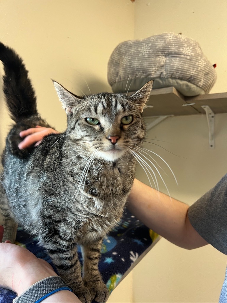 Alessa, an adoptable Domestic Short Hair in Hastings, NE, 68901 | Photo Image 2