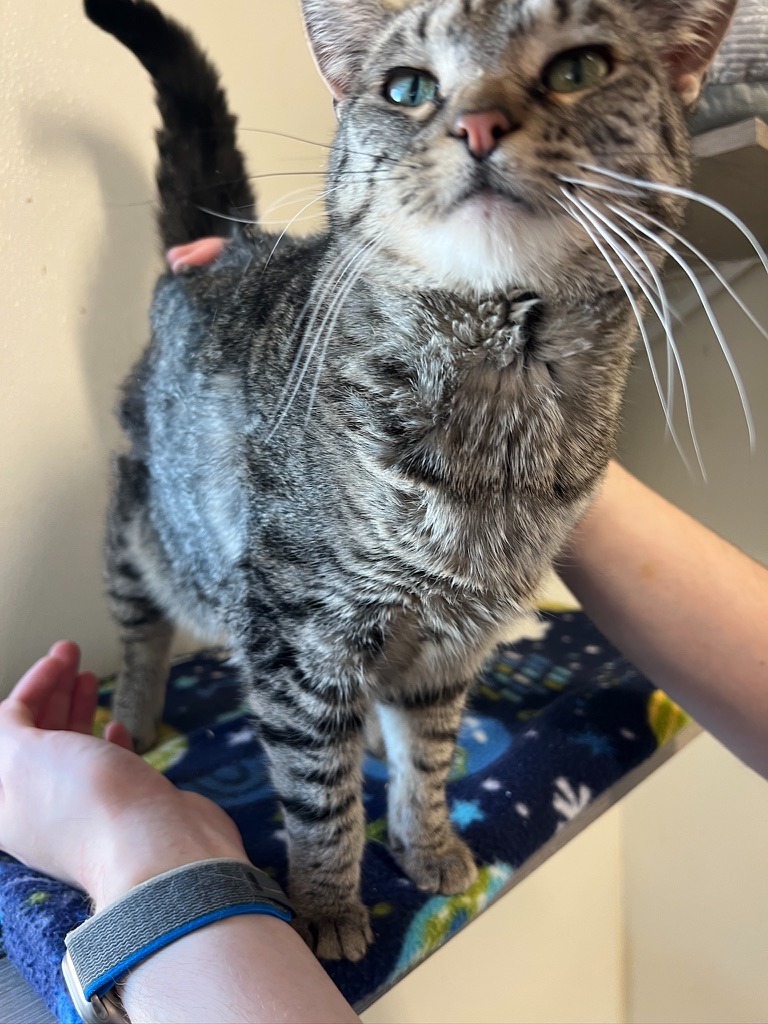 Alessa, an adoptable Domestic Short Hair in Hastings, NE, 68901 | Photo Image 2