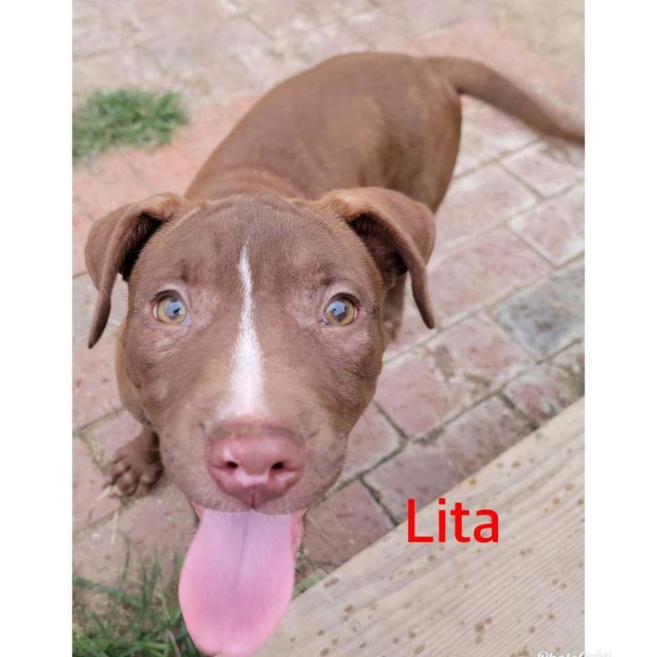 Lita 1
