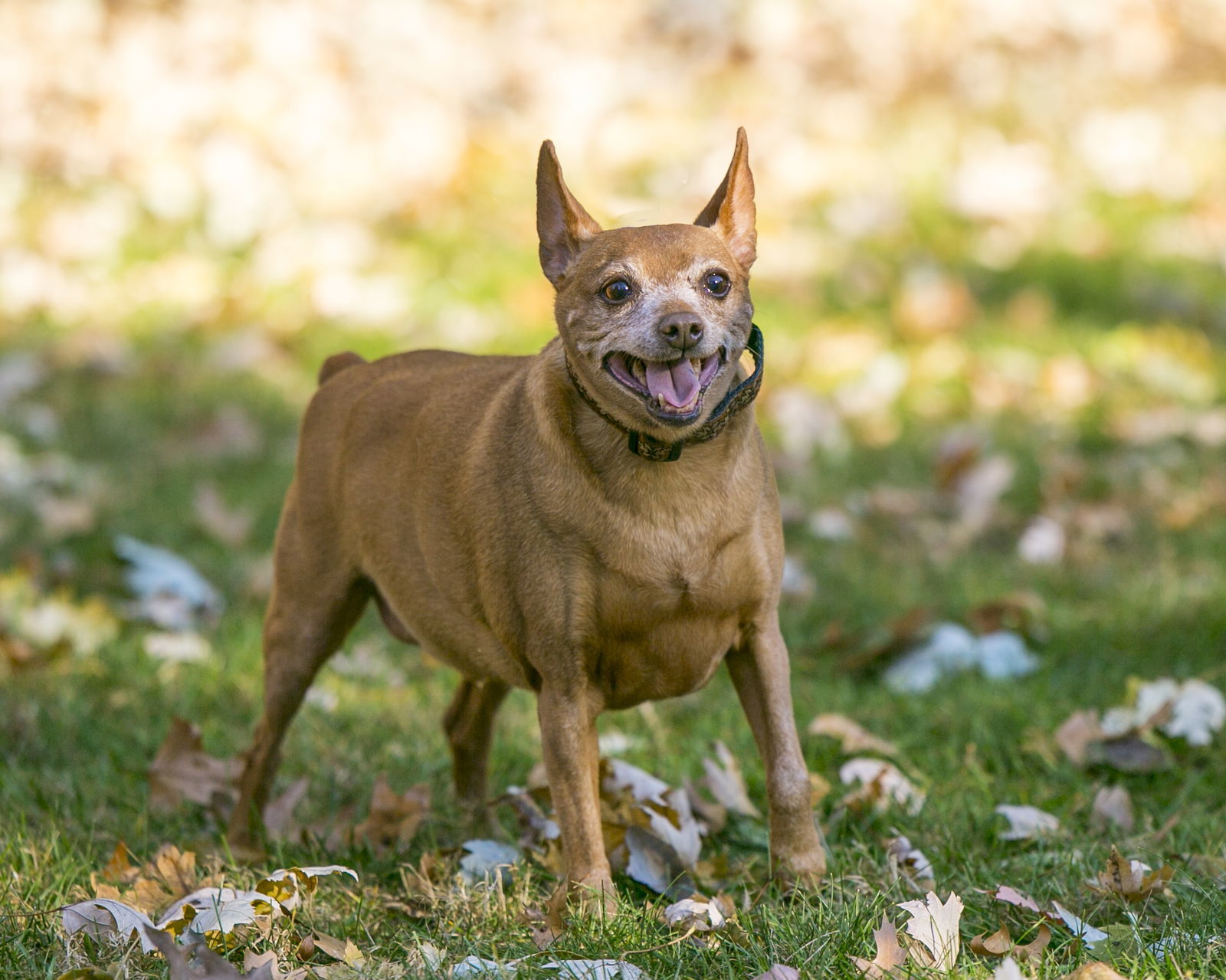 Buddy D5835, an adoptable Miniature Pinscher in minneapolis, MN, 55417 | Photo Image 2