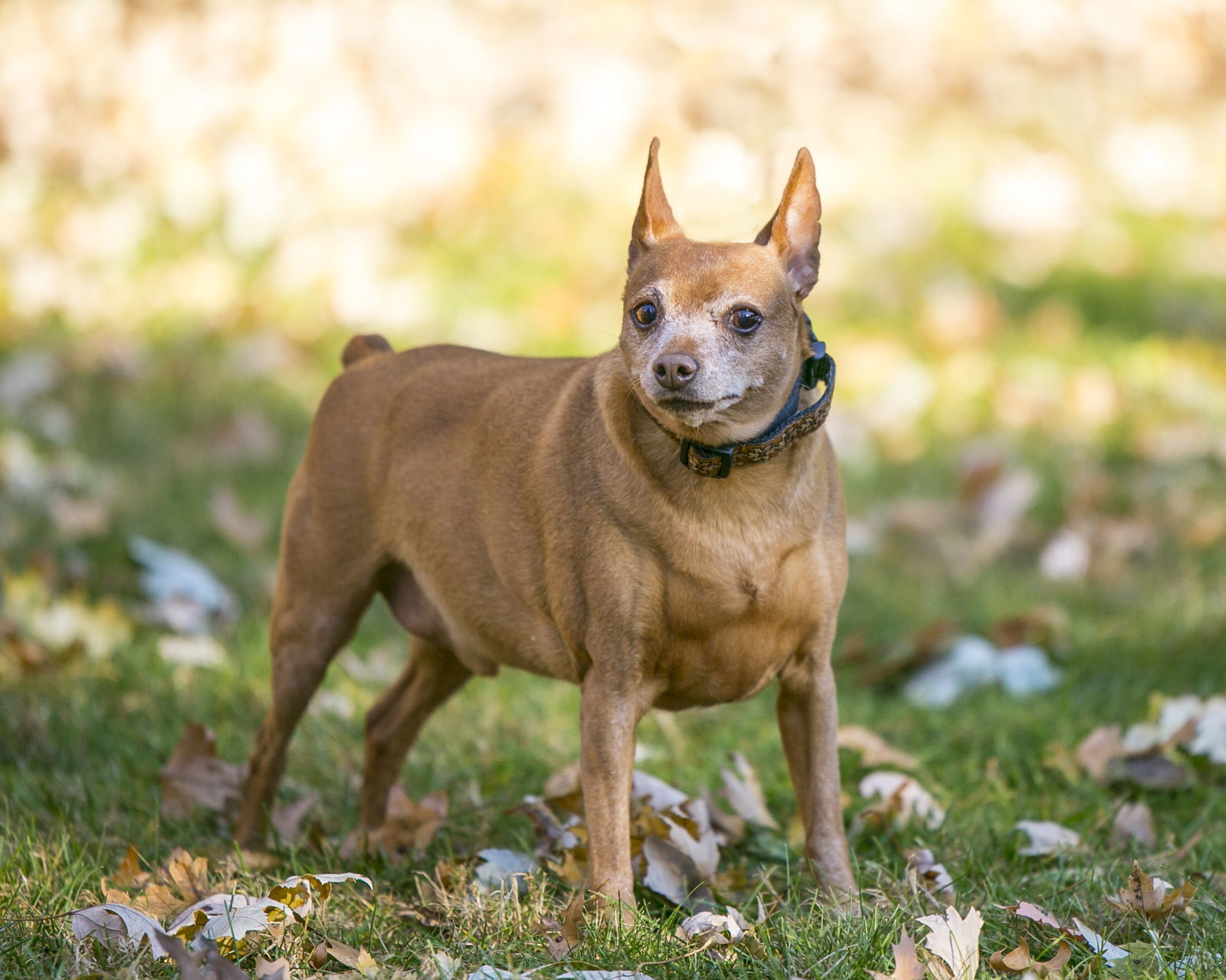 Buddy D5835, an adoptable Miniature Pinscher in minneapolis, MN, 55417 | Photo Image 3