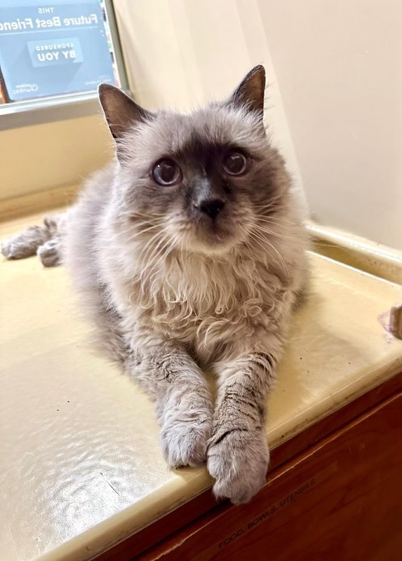 Bingo (female)