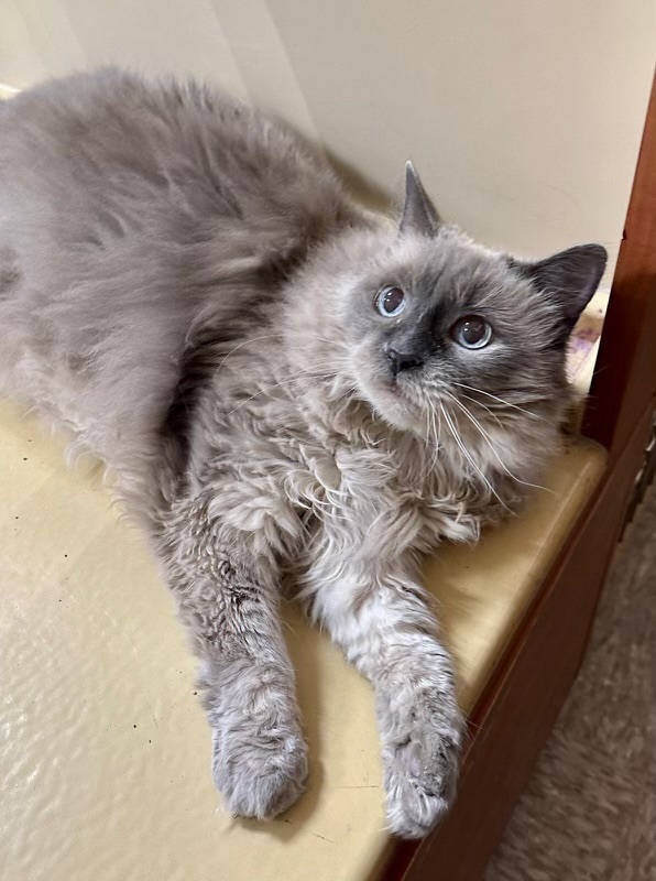 Bingo (female) 2