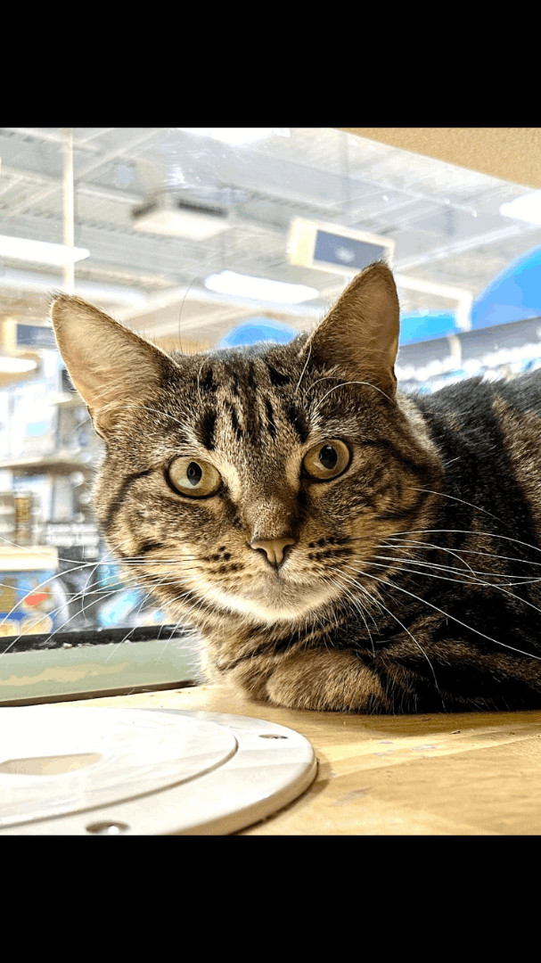 Windy (female), an adoptable Domestic Short Hair in Canton, MA_image-1
