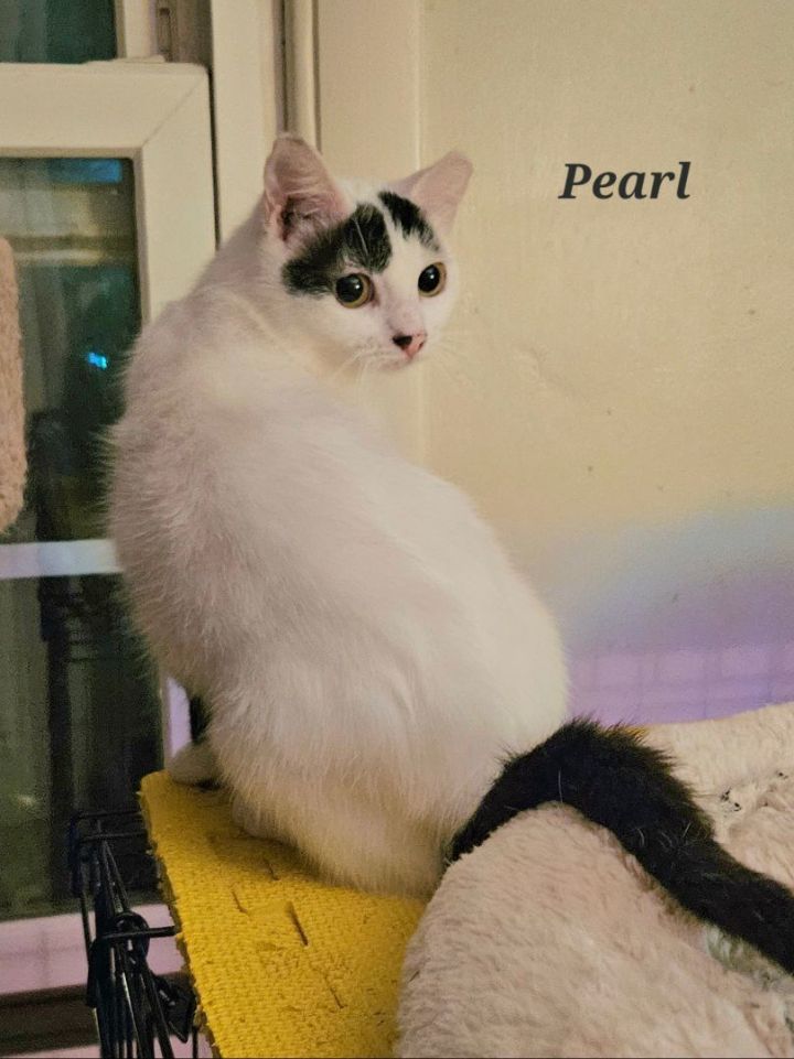 Pearl, an adoptable Domestic Short Hair in Bethlehem, PA_image-2