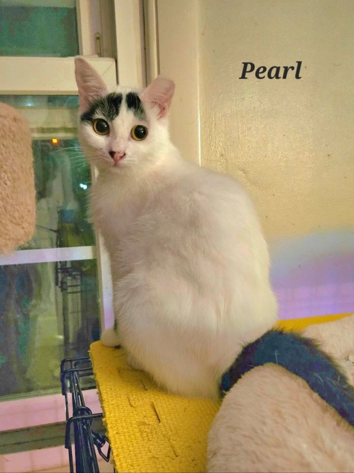 Pearl, an adoptable Domestic Short Hair in Bethlehem, PA_image-4