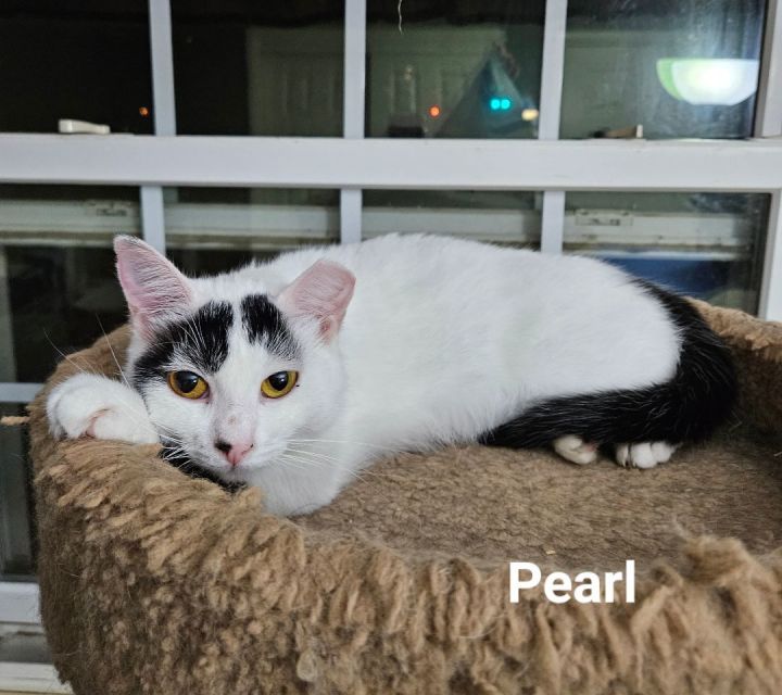 Pearl, an adoptable Domestic Short Hair in Bethlehem, PA_image-5