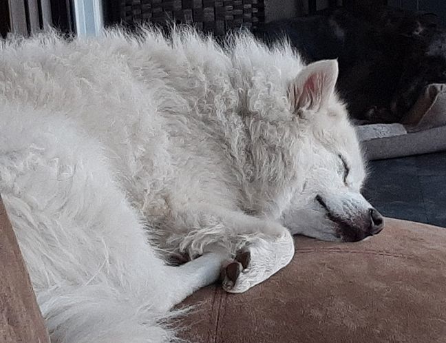Inouk, an adoptable American Eskimo Dog in Stanstead, QC_image-3