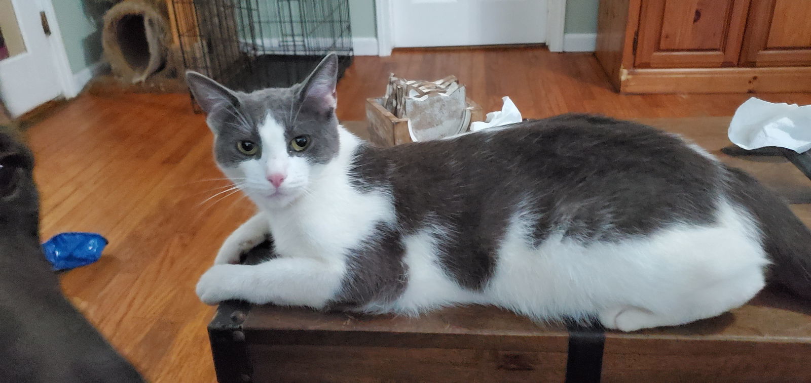 Ladybug, an adoptable Domestic Short Hair in Naugatuck, CT, 06770 | Photo Image 1