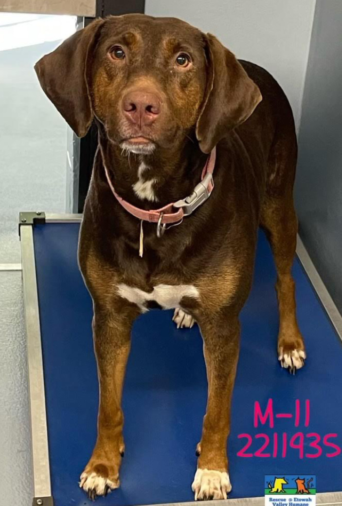 Scarlett, an adoptable Labrador Retriever Mix in Decatur, GA_image-2