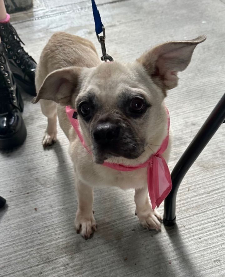 Keebee, an adopted Pug & Chihuahua Mix in New York, NY_image-3
