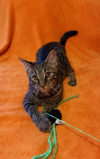 Schnicklefritz, an adoptable Domestic Short Hair Mix in Newport, KY_image-1