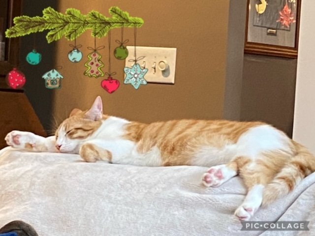 Stubentiger 2
