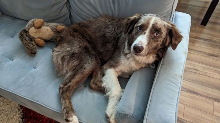 Austin *No Adoption Fee* 2