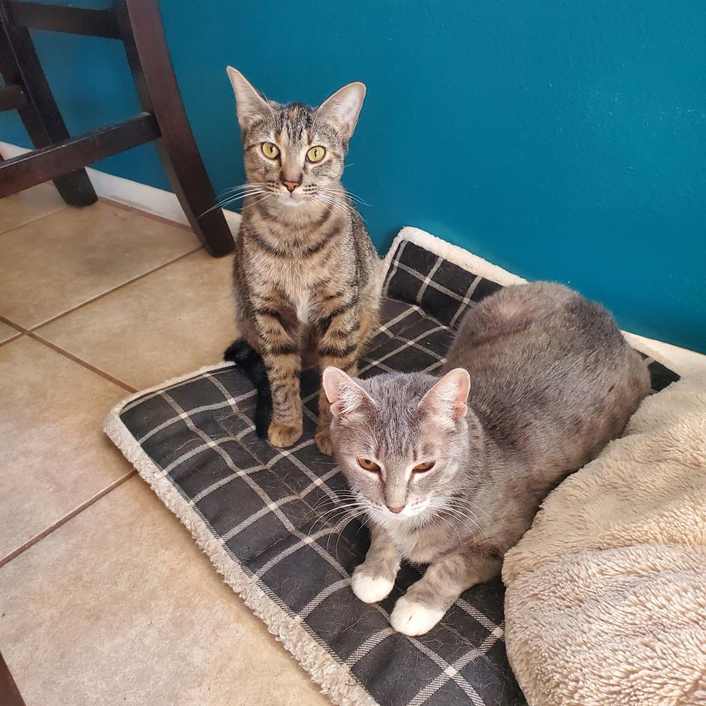 Zara, an adoptable Manx, Domestic Short Hair in San Antonio, TX, 78253 | Photo Image 5