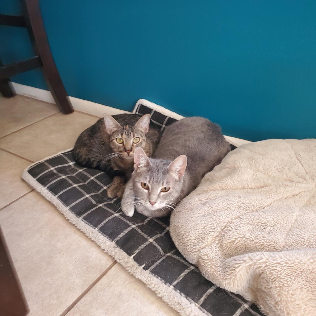 Zara, an adoptable Manx, Domestic Short Hair in San Antonio, TX, 78253 | Photo Image 6