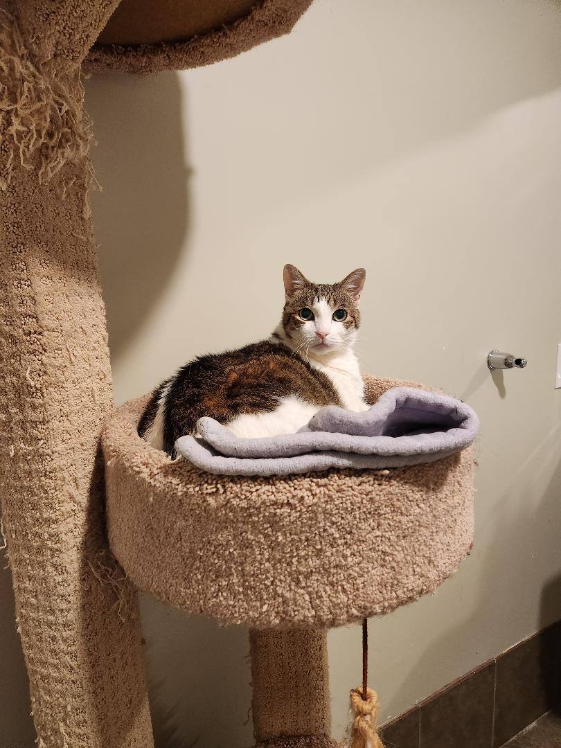 Cat for adoption Iris, a Domestic Short Hair Mix in Swansea, MA