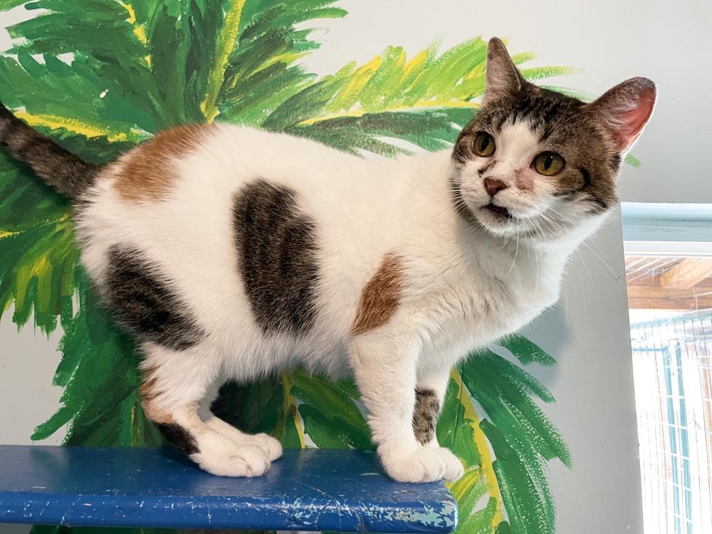 Lars, an adoptable Domestic Short Hair, Calico in Colorado Springs, CO, 80908 | Photo Image 1