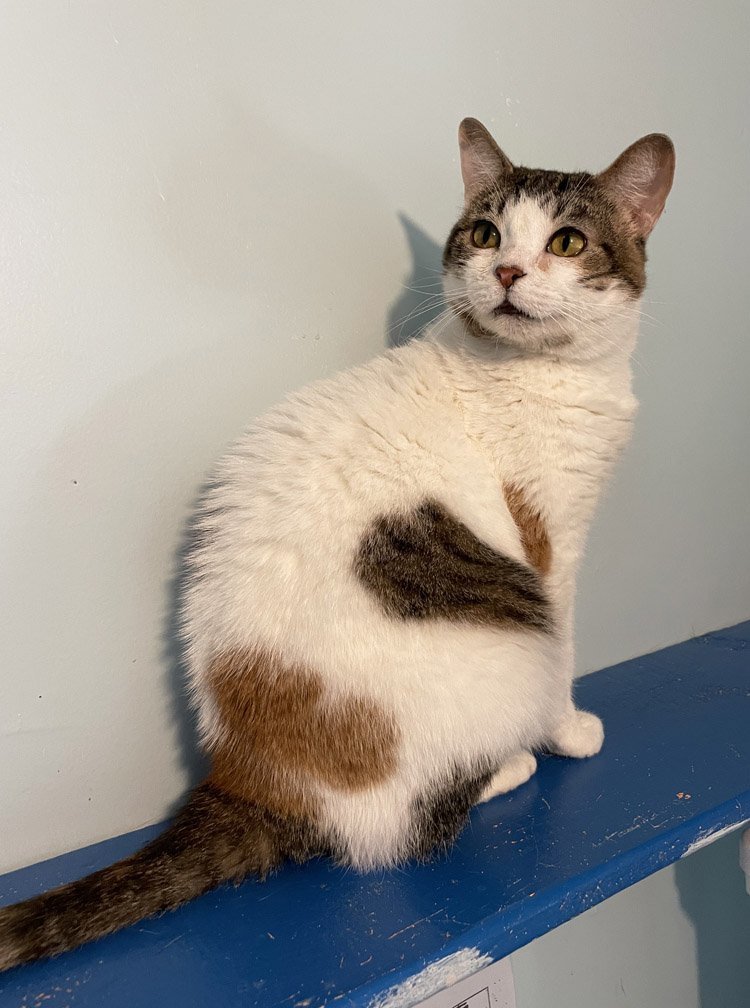 Lars, an adoptable Domestic Short Hair, Calico in Colorado Springs, CO, 80908 | Photo Image 2