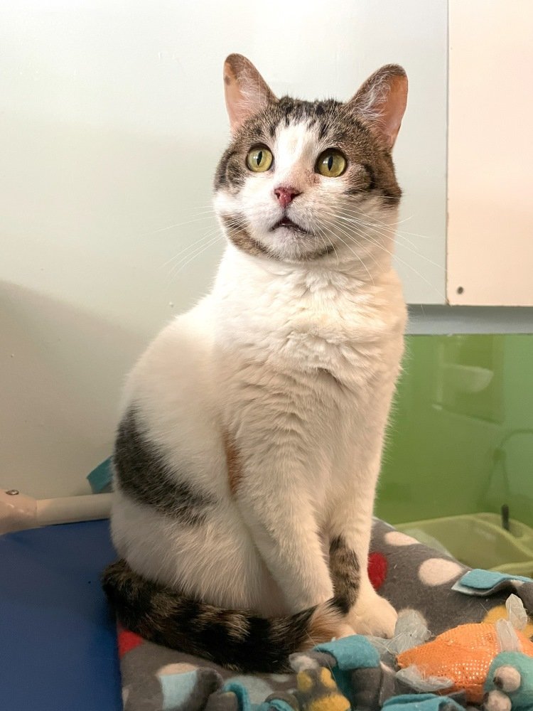 Lars, an adoptable Domestic Short Hair, Calico in Colorado Springs, CO, 80908 | Photo Image 3