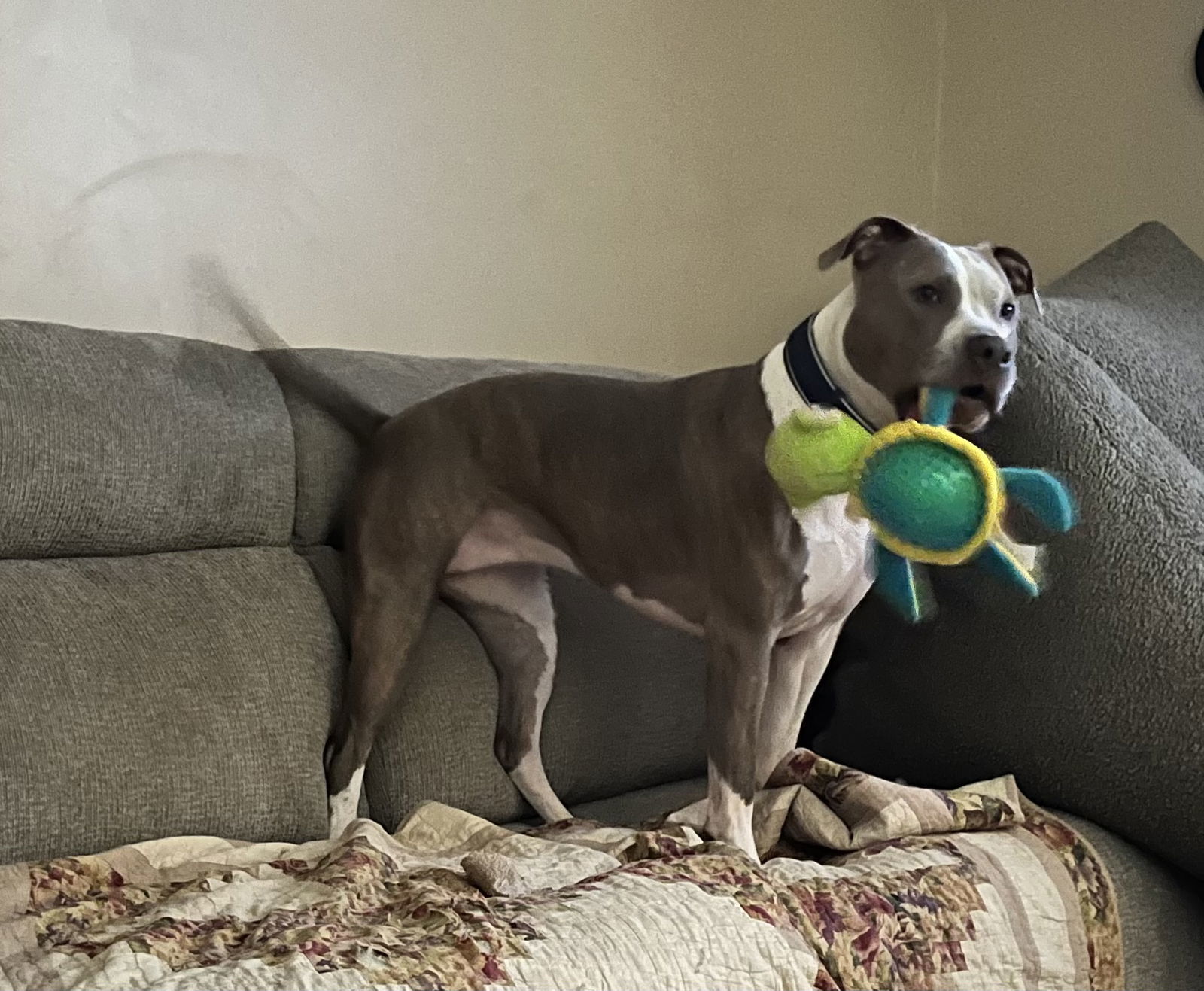 Blue, an adoptable Pit Bull Terrier, Boxer in Council Bluffs, IA, 51501 | Photo Image 2