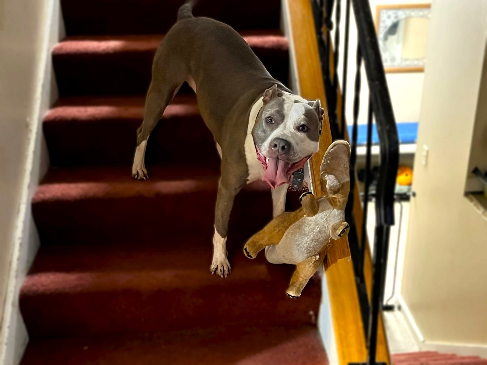 Blue, an adoptable Pit Bull Terrier, Boxer in Council Bluffs, IA, 51501 | Photo Image 3