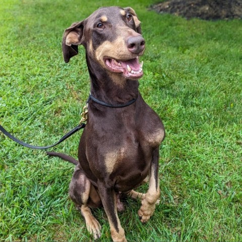 7765 Caine, an adoptable Doberman Pinscher in Sandown, NH, 03873 | Photo Image 1