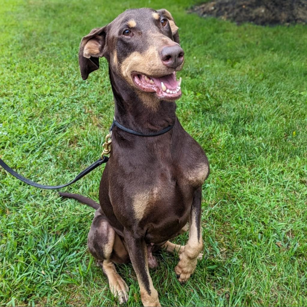 7765 Caine, an adoptable Doberman Pinscher in Sandown, NH, 03873 | Photo Image 1