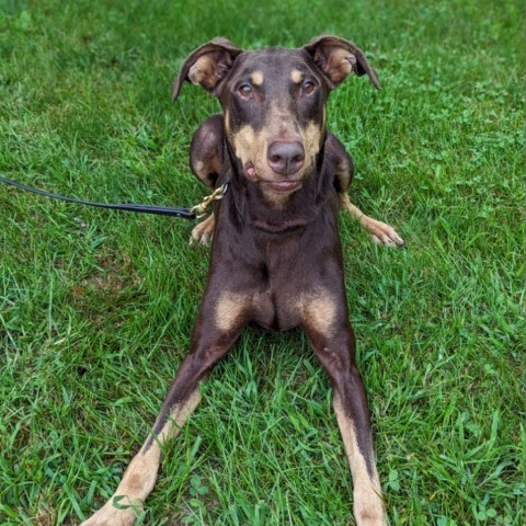 7765 Caine, an adoptable Doberman Pinscher in Sandown, NH, 03873 | Photo Image 2