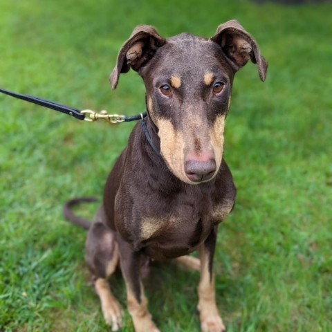 7765 Caine, an adoptable Doberman Pinscher in Sandown, NH, 03873 | Photo Image 2