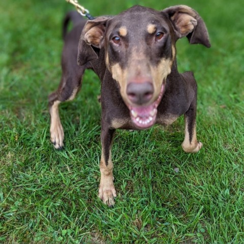 7765 Caine, an adoptable Doberman Pinscher in Sandown, NH, 03873 | Photo Image 3