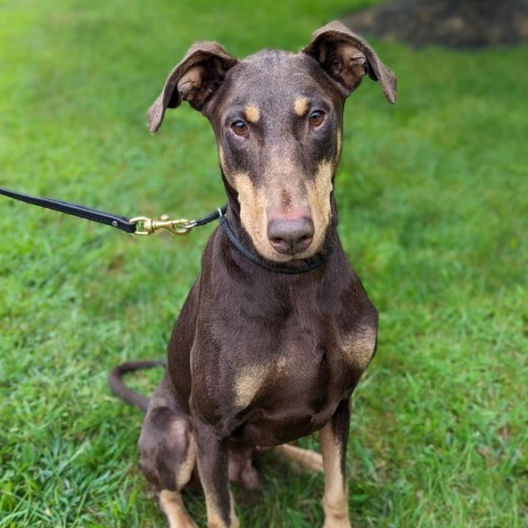 7765 Caine, an adoptable Doberman Pinscher in Sandown, NH, 03873 | Photo Image 3