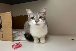 Here at the Adoption Center our magical Matilda is looking to pull off her greatest trick-getting a