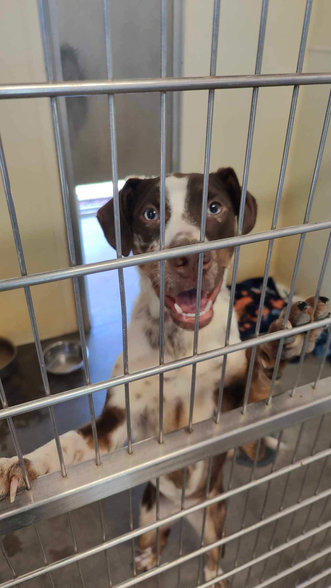 Sarah (Sponsored!), an adoptable Cattle Dog in Park Falls, WI, 54552 | Photo Image 1