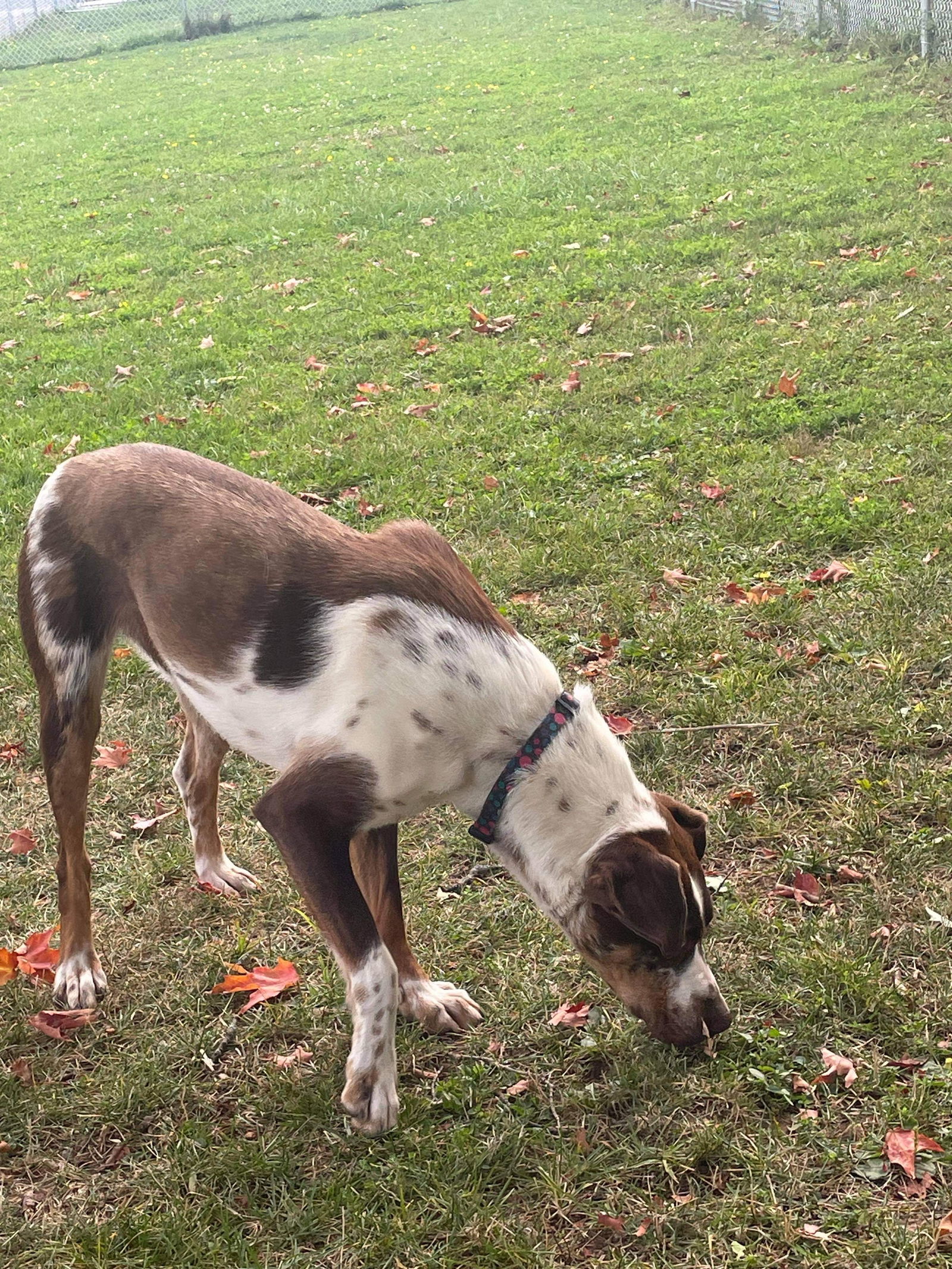 Sarah (Sponsored!), an adoptable Cattle Dog in Park Falls, WI, 54552 | Photo Image 2