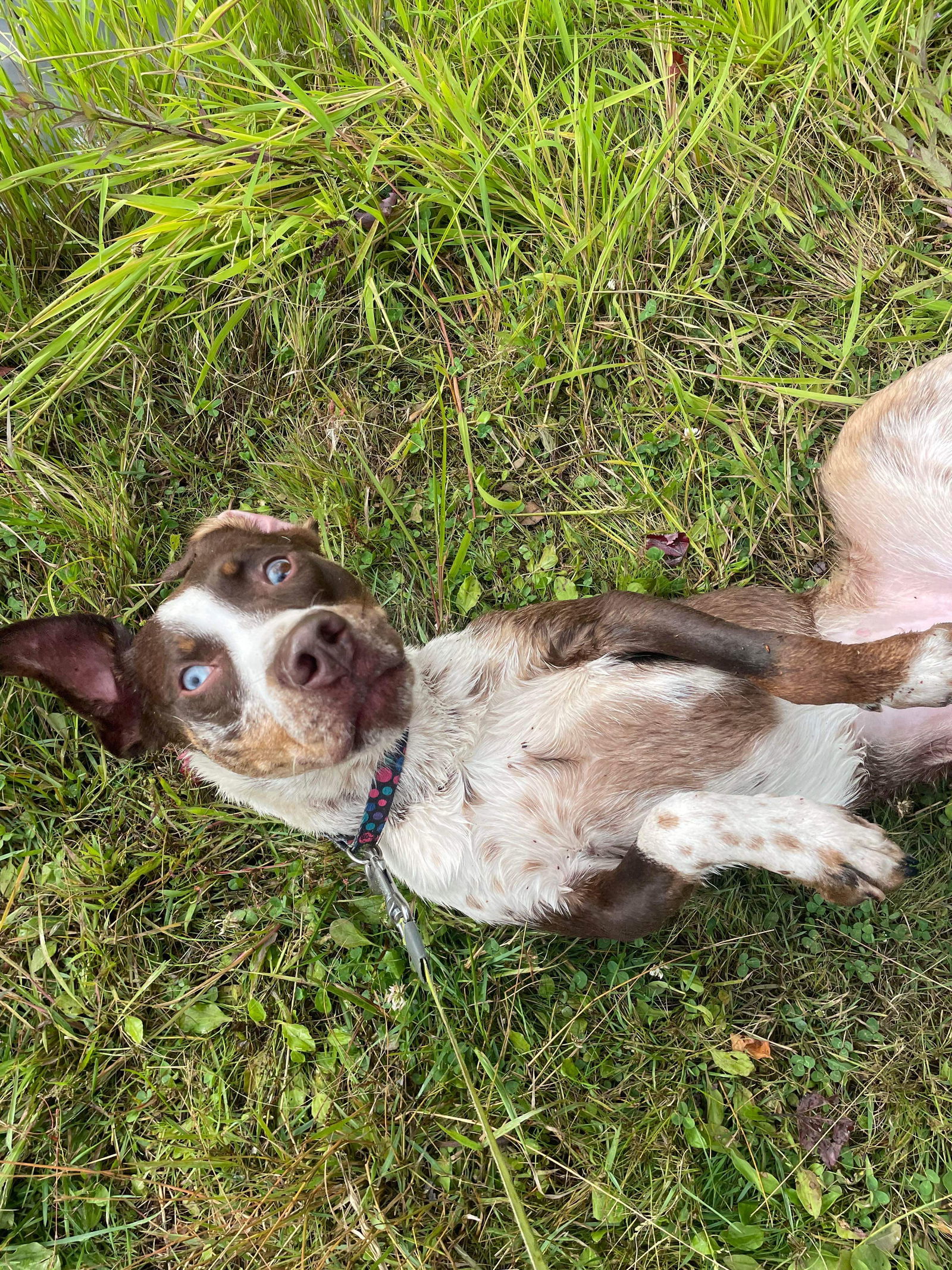 Sarah (Sponsored!), an adoptable Cattle Dog in Park Falls, WI, 54552 | Photo Image 3