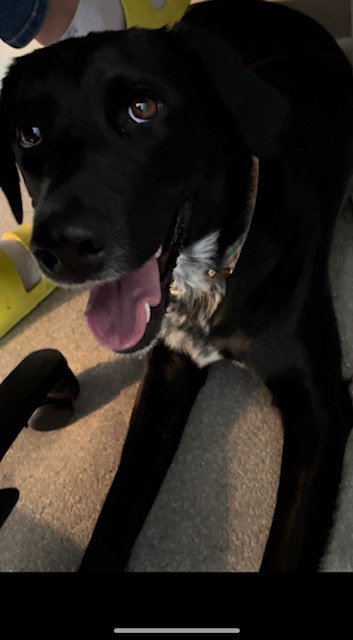 Sassy, an adoptable Black Labrador Retriever & Labrador Retriever Mix in Winter Park, CO_image-1