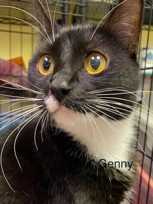 Genny - Center, Adult Female Domestic Medium Hair