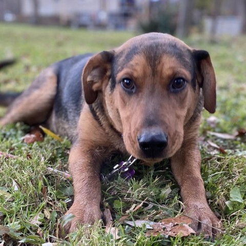 PETE, an adoptable Coonhound, Bloodhound in Union City, PA, 16438 | Photo Image 1