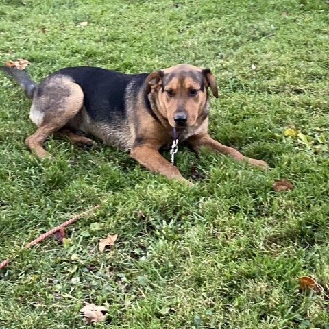 PETE, an adoptable Coonhound, Bloodhound in Union City, PA, 16438 | Photo Image 2