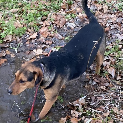 PETE, an adoptable Coonhound, Bloodhound in Union City, PA, 16438 | Photo Image 2