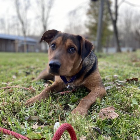 PETE, an adoptable Coonhound, Bloodhound in Union City, PA, 16438 | Photo Image 3