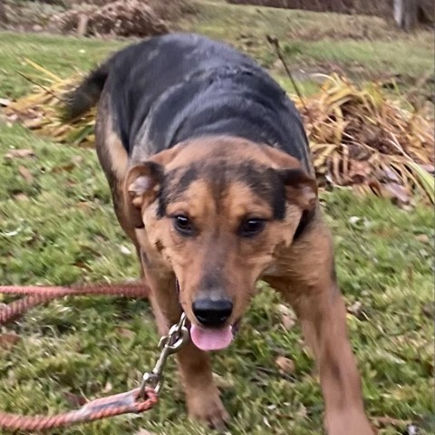 PETE, an adoptable Coonhound, Bloodhound in Union City, PA, 16438 | Photo Image 3