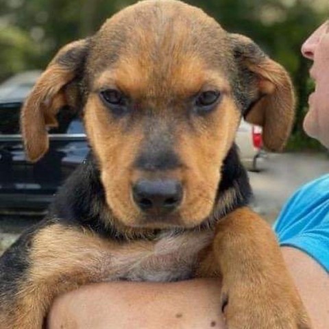 PETE, an adoptable Coonhound, Bloodhound in Union City, PA, 16438 | Photo Image 5