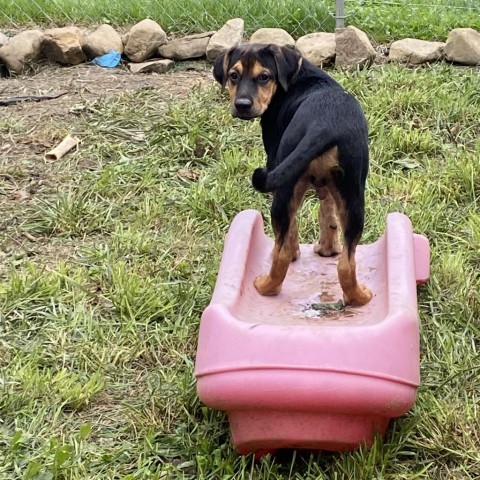 PETE, an adoptable Coonhound, Bloodhound in Union City, PA, 16438 | Photo Image 6