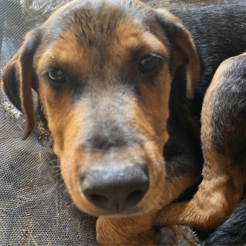 PETE, an adoptable Coonhound, Bloodhound in Union City, PA, 16438 | Photo Image 6