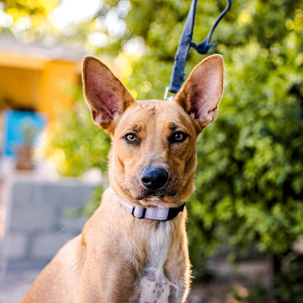 Mango, an adoptable Rat Terrier, Thai Ridgeback in Anacortes, WA, 98221 | Photo Image 1