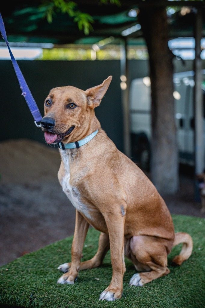 Mango, an adoptable Carolina Dog, Pharaoh Hound in Anacortes, WA, 98221 | Photo Image 1
