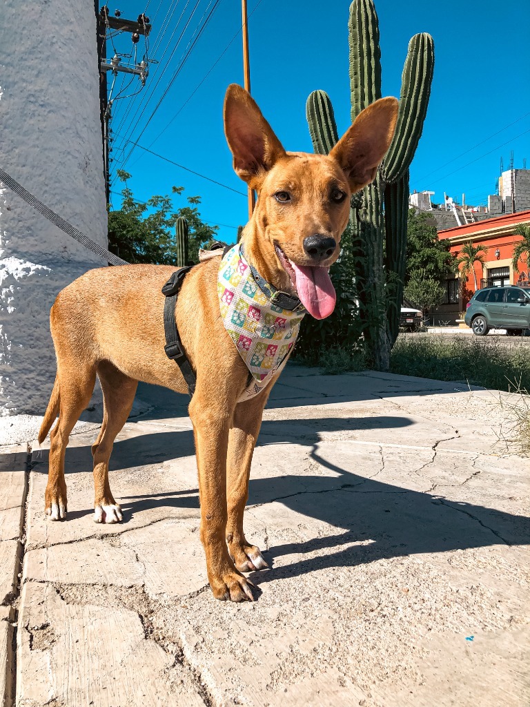 Mango, an adoptable Rat Terrier, Thai Ridgeback in Anacortes, WA, 98221 | Photo Image 2