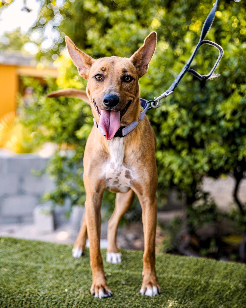 Mango, an adoptable Rat Terrier, Thai Ridgeback in Anacortes, WA, 98221 | Photo Image 3